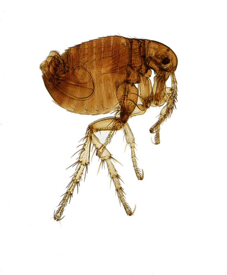 Flea
