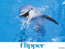 Flipper