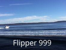 Flipper