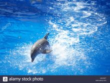 Flipper