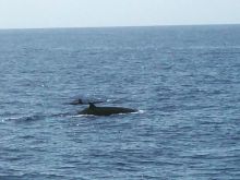 Flipper