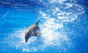 Flipper