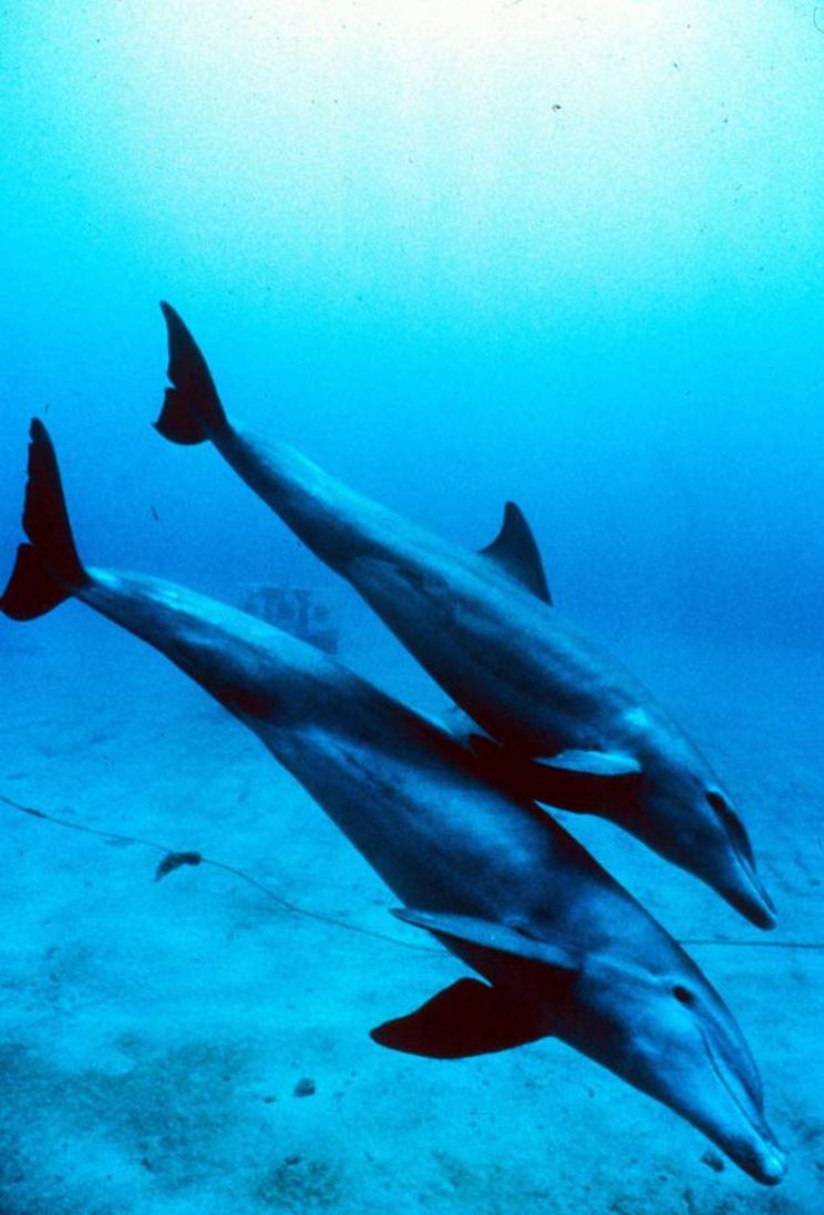 Flipper