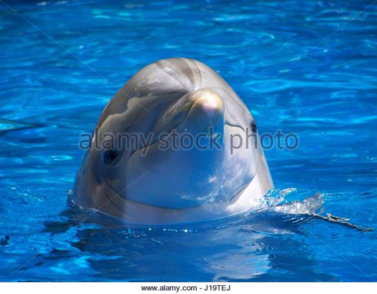 Flipper
