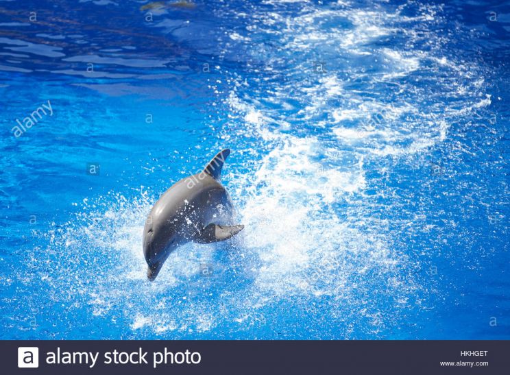 Flipper