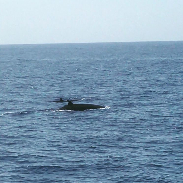 Flipper