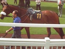 Foxy Gwynne photo