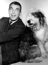 Fred MacMurray #514409 picture (Portrait Medium)