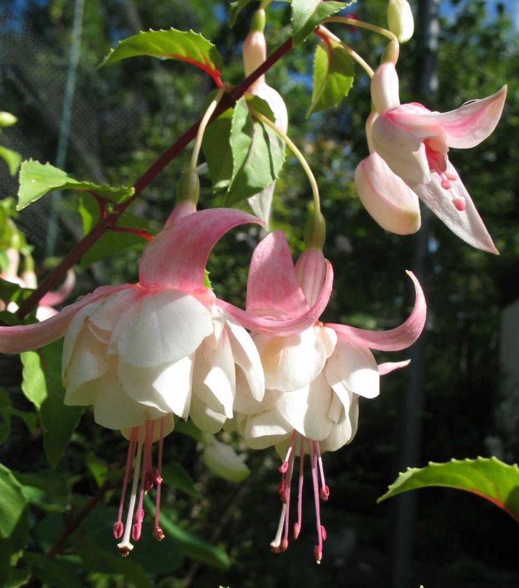 Fuschia Sumner