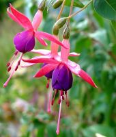 Fuschia!