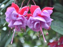 Fuschia!