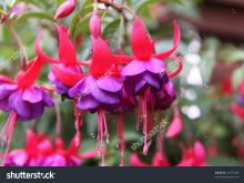 Fuschia!