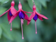 Fuschia!