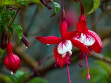 Fuschia!