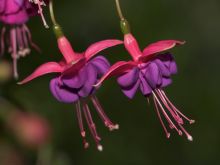 Fuschia!