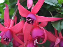 Fuschia!