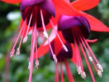 Fuschia!