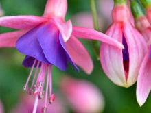 Fuschia!