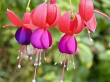 Fuschia!