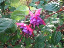 Fuschia!