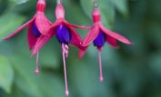 Fuschia!