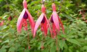 Fuschia!