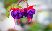 Fuschia!