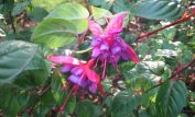 Fuschia!