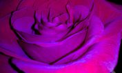 Fuschia!