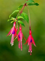 Fuschia!