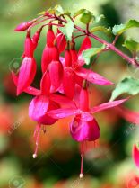 Fuschia!