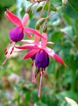 Fuschia!