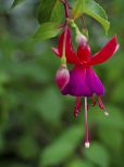 Fuschia!