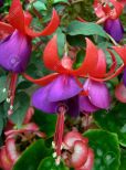 Fuschia!