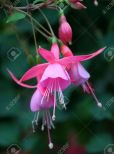 Fuschia!