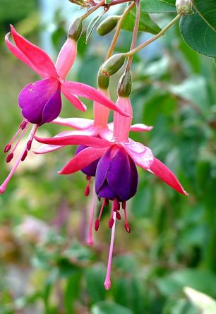 Fuschia!