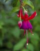 Fuschia!