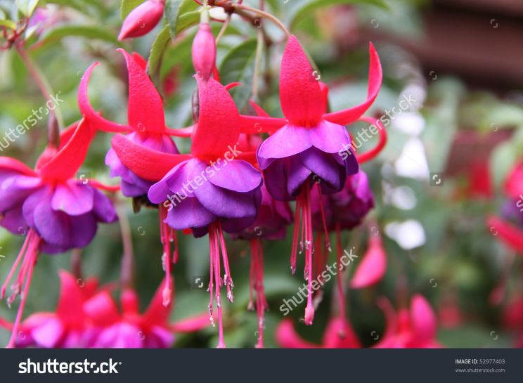 Fuschia!