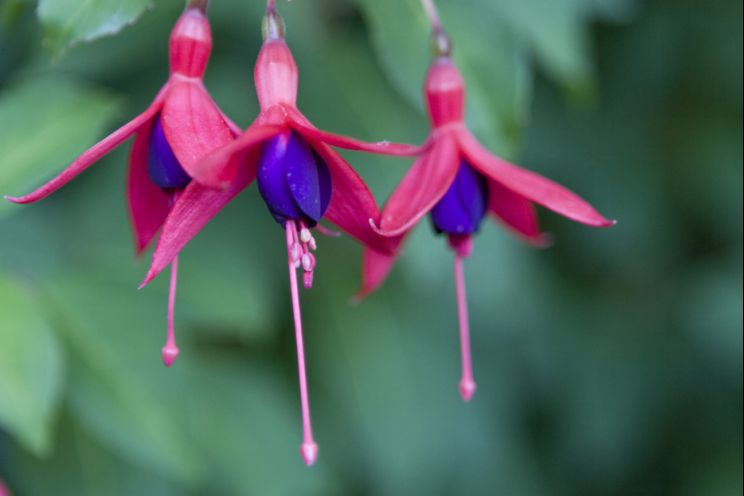 Fuschia!