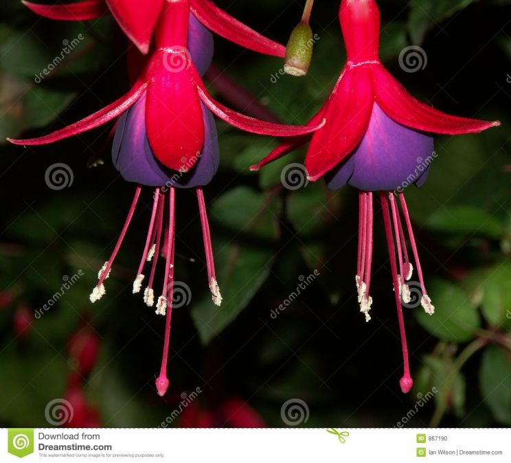 Fuschia!