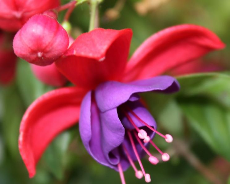 Fuschia!