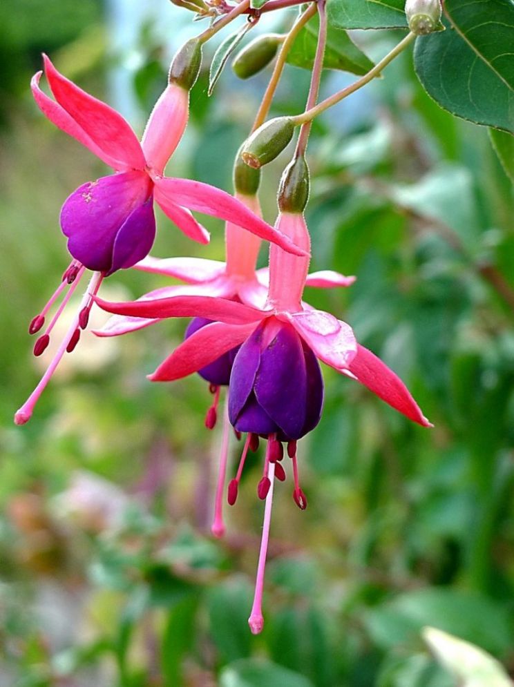 Fuschia!