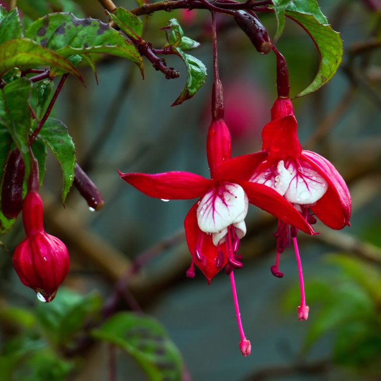 Fuschia!