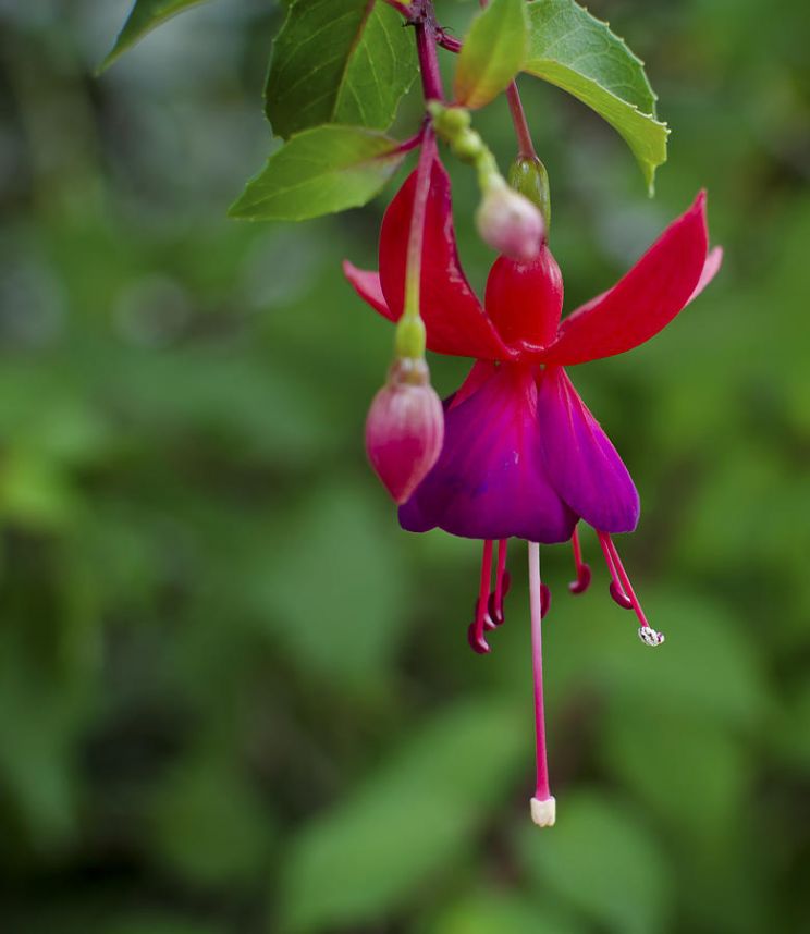 Fuschia!