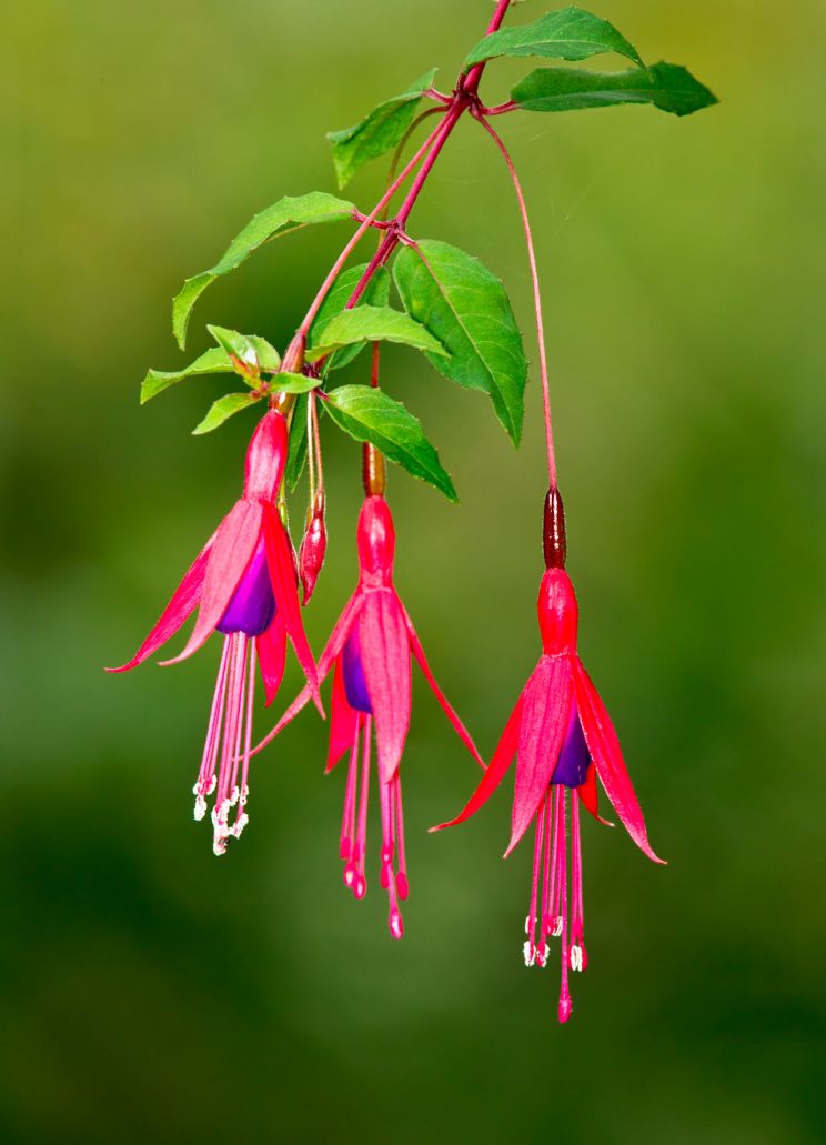 Fuschia!