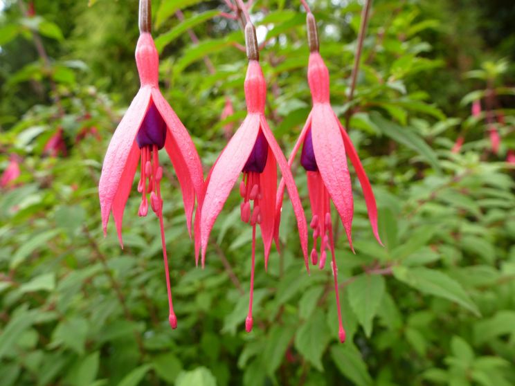 Fuschia!