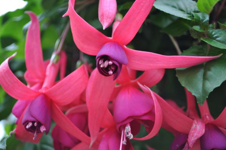Fuschia!