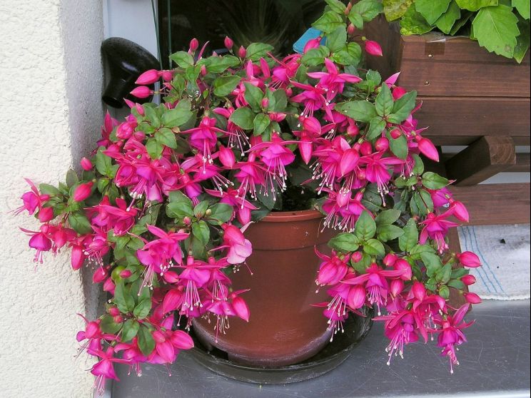 Fuschia!