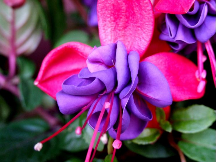 Fuschia!