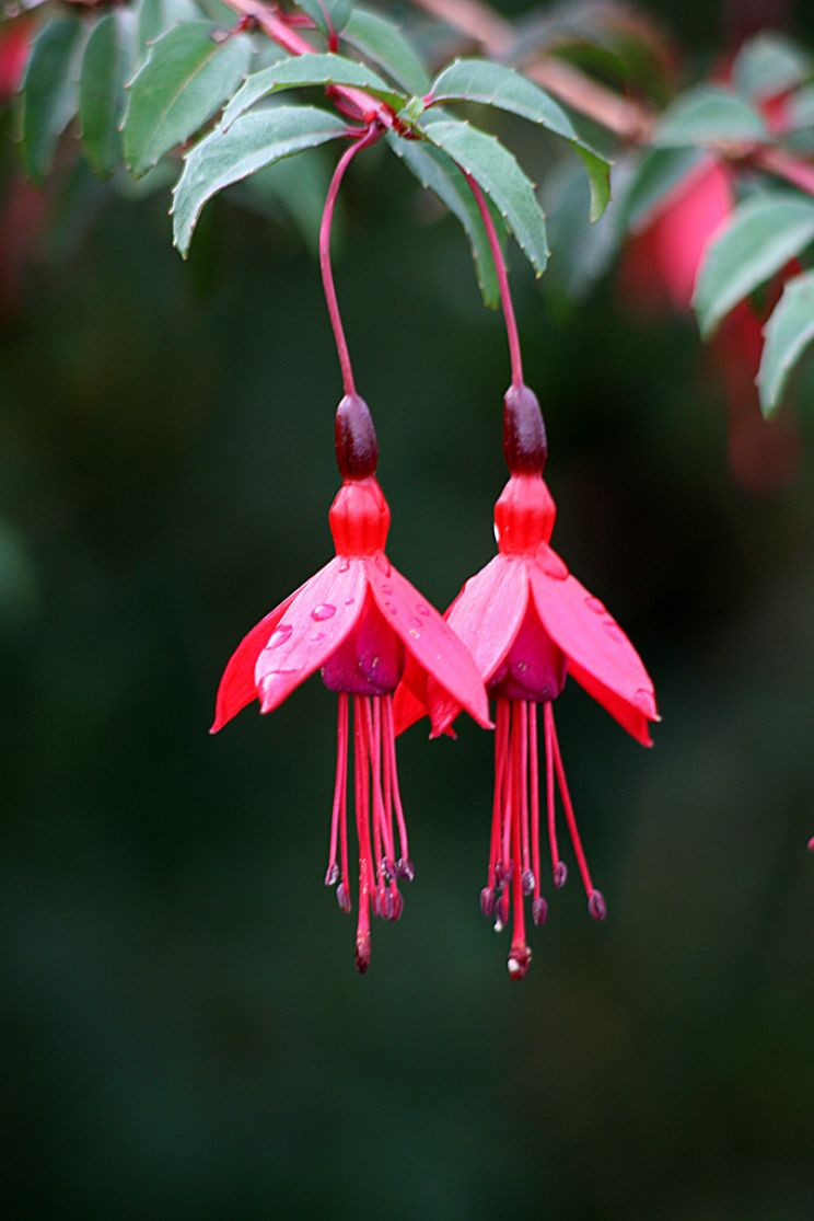 Fuschia!